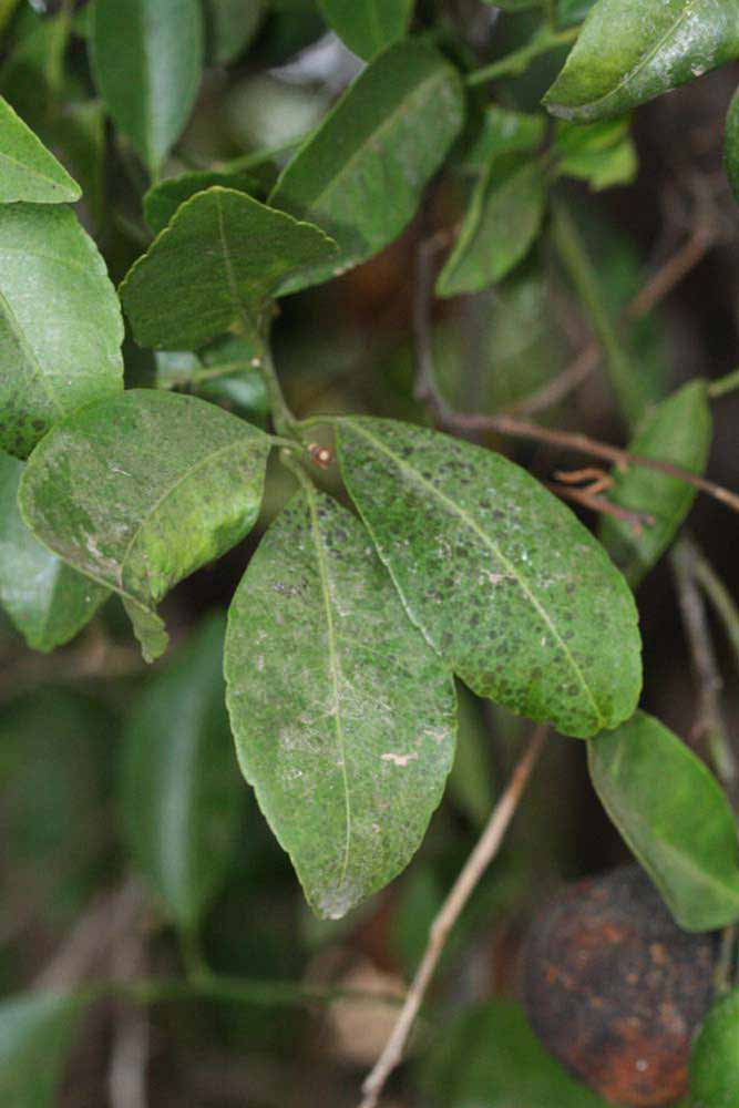              Shade leaves (Riverside, CA)       
